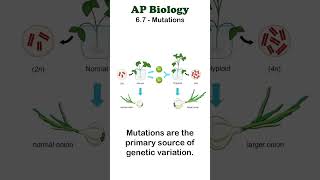 AP Bio  67 Polyploidy in Plants apbiology moleculargenetics unit6 [upl. by Ayhtak]