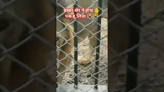 gir national park Gujarat  lion  tiger  live tiger attack at gir national park [upl. by Colvin]