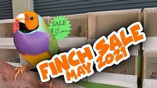 Finch Sale May 2021  Queensland Finch Society [upl. by Berneta]