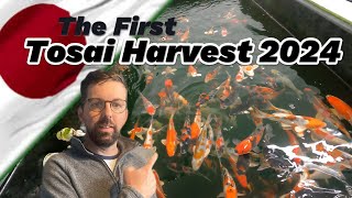 Exclusive First Tosai Harvest from Japan Arrives for Wakefield Koi 2024 koi koifish ponds [upl. by Kyla]