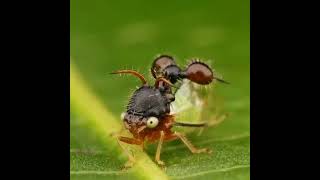 Cyphonia clavata which mimics appearance of a ant to protect itself from predators that fear the ant [upl. by Innig]