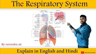 respiratory system anatomy amp physiology in HindiOrgan structure functions disorder of respiration [upl. by Alonso]