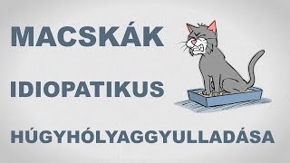 Macskák idiopatikus húgyhólyaggyulladása  csak egyszerűen [upl. by Trah]