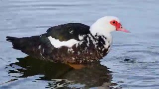 Muscovy Duck Cairina moschata  Muschusente [upl. by Shulins]