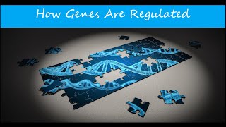 How Are Genes Regulated  Concepts of Biology  Chapter 95 English Reading Only [upl. by Alyakim111]