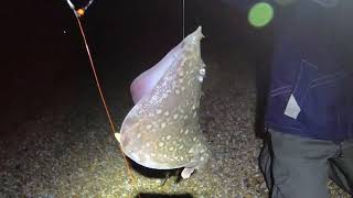 Sea Fishing at whitstable beach with the Priest and Baker fishing [upl. by Breen813]