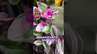 Tradescantia Nanouk in full bloom [upl. by Iuqcaj]