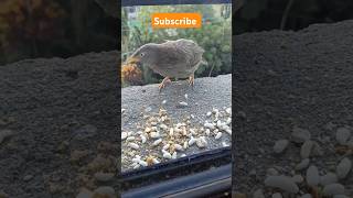 Babbler bird short video 🐦 babbler bird feeding video birds birdsounds [upl. by Gaul9]