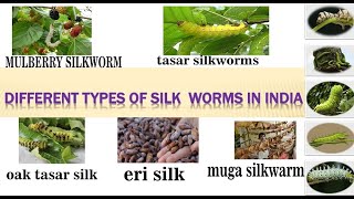 types of silk with their life cycle story and stages mulberry tasar oak eri ampmuga silk [upl. by Ishmael]