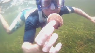 Scalloping season in Florida a summer tradition [upl. by Bethezel]