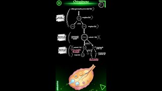 Ovogênese biologia [upl. by Shute378]