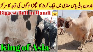 Northern bypass Mandi 2024  Latest Rate Update Northern bypass Cow Mandi  1Crore ka Bachra [upl. by Avlem]