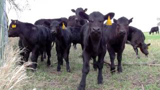 Angus Heifers and Calves [upl. by Nakhsa]