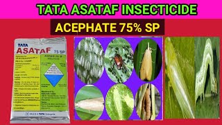 Tata asataf insecticideacephate 70 sp best thrips control insecticide [upl. by Orlando]