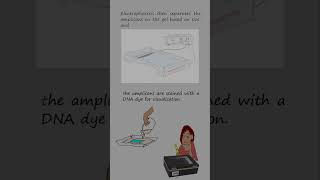 Genotyping alleles with length differences by Polymerase chain reaction and electrophoresis [upl. by Homans]