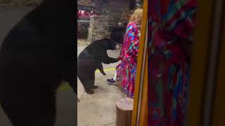 Scary exchange with a black bear at Bearskin Lodge in Gatlinburg TN blackbears gatlinburg [upl. by Esnahc]