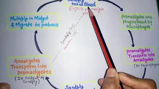 Leishmania donovani kala azarleishmaniasis life cycleclinical featurelab diagnosis of kala azar [upl. by Prasad]