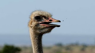 Ostrich Head Bobbing Hilarious [upl. by Dyson]