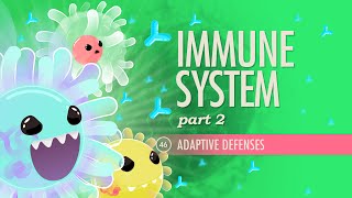 Immune System Part 2 Crash Course Anatomy amp Physiology 46 [upl. by Ahsote105]