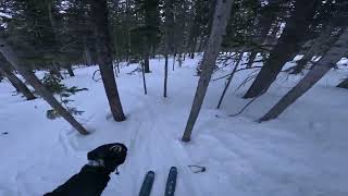 Breckenridge tree skiing 2024 [upl. by Fang]