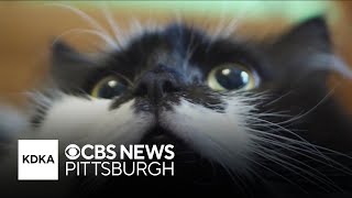 Experts fear new spayneuter program would take away second chances from community cats [upl. by Dranik]