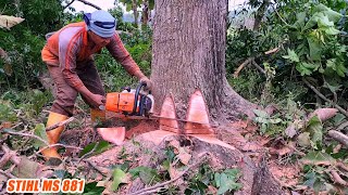 Cutting down 2 red mahogany trees using a chainsaw STIHL MS 881 [upl. by Narcis465]