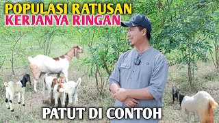 Ternak Kambing Di Jamin Tidak Kewalahan Pakan Meski Populasi Hingga Ratusan Ekor [upl. by Jacobson]