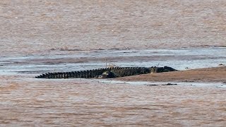 Amazing footage of giant 7m crocodile  Filmed in the wild [upl. by Nnylyak]