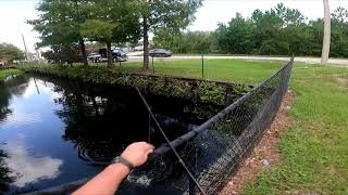 Beetle Spin Catches Warmouth Bluegills and Bass [upl. by Ilsel]