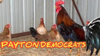 HISTORY OF DEMOCRATS GAMEFOWL  MY PASSION HISTORY [upl. by Eirolav]