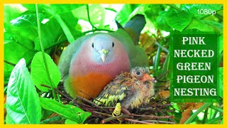 Pink Necked Green Pigeons Rainbow Doves Nesting  Complete Coverage  1080p [upl. by Tallbot654]