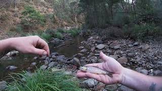 GOAST Fishing  LERDERDERG River  Looking for Brown Trout [upl. by Ahsitruc]