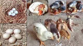 Hen hatching eggs temperature of 1005  humidity to 70 percent  hen hatched harvesting 3 chicks [upl. by Tal]