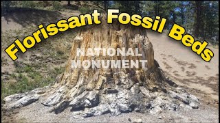 Florissant Fossil Beds National Monument PETRIFIED WOODS IS EVERYWHERE its BEAUTIFUL COLORADO [upl. by Earaj]