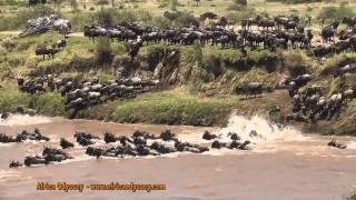 The Great Migration  on safari in Tanzanias Serengeti with Africa Odyssey  The Great Migration [upl. by Harret]