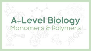 MONOMERS AND POLYMERS  Condensation vs Hydrolysis reactions  ALevel Biology AQA OCR Edexcel [upl. by Trinidad]