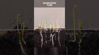 Growing tomato plants timelapse amazingtubef plants agriculture [upl. by Anuaek400]