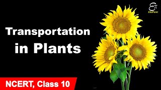 Transportation in Plants  Life Processes  7  in Hindi for Class 10 [upl. by Ronnie271]