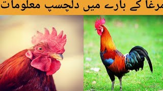 Rooster 15 unknown facts in urdu [upl. by Redan]