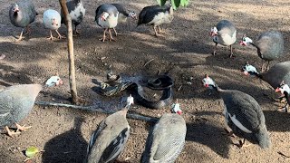 CHARLLES E TIRINGA FLAGRAM UMA COBRA CANINANA NA FAZENDA CR EM GOIÁS  COMÉDIA SELVAGEM [upl. by Birecree]