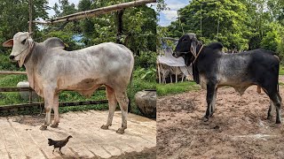 beautiful cattle in the villages  cow videos [upl. by Ketty]