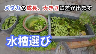 メダカの成長は水槽の環境、大きさで差が出ます！おすすめ屋外水槽3選！大きさ比較＆飼育方法【オレンジメダカの睡蓮ビオトープ】 [upl. by Lahcear]