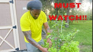 Easiest way to grow your leafy green vegetables GUARANTEED [upl. by Olleina]