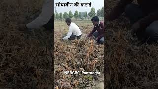 सोयाबीन की कटाई  Crop Harvesting  shorts  farming  agriculture [upl. by Witherspoon]