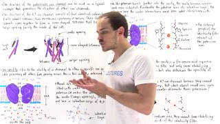 Ion Specificy and Structure of Ion Channels [upl. by Mont521]