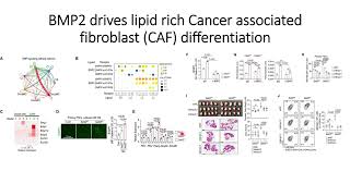 BMP2 drives lipid rich stroma in SETD2deficient Pancreatic cancer Code 733 [upl. by Dare751]