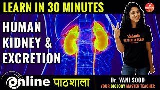 Biology Learn Human Kidneys And Excretion Process In 30 Minutes By Dr Vani Sood [upl. by Mctyre]