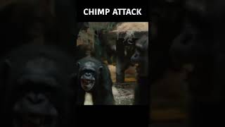 Terrifying Chimp Attack  SHORTS  Nature Bites [upl. by Moya777]