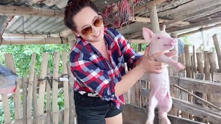 Feeding milk little 🐷 pigshowing placeGoal onedayto help thememariana canoy 💗 [upl. by Zebulon370]