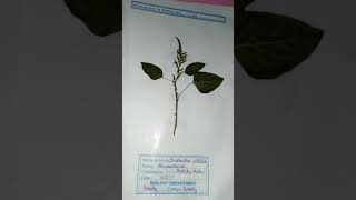 Herbarium file bsc 2nd year botany [upl. by Hayalat]